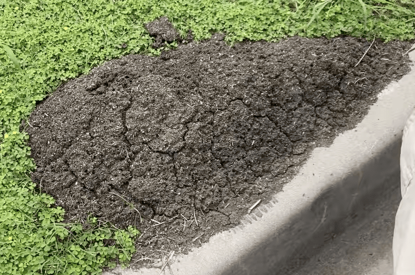 Fire Ant nest in a typical place nest to a concrete curb